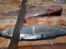 Cut_Bait_016.jpg (42432 bytes)