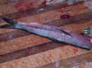 Cut_Bait_021.jpg (51522 bytes)